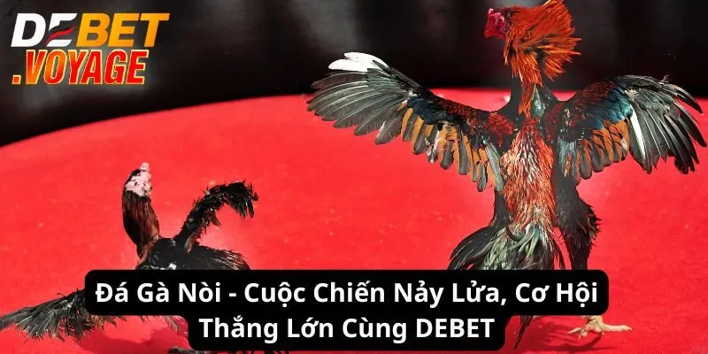 Đá Gà Nòi - Cuộc Chiến Nảy Lửa, Cơ Hội Thắng Lớn Tại Debet